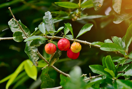 Fresh red, orange and green organic acerola cherry on the treeの写真素材