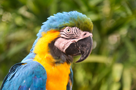 The blue-and-yellow macaw (Ara ararauna) is a majestic tropical parrot with bright blue and golden...