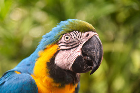 The blue-and-yellow macaw (Ara ararauna) is a majestic tropical parrot with bright blue and golden yellow plumage.の写真素材