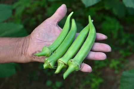 Organic okra being harvested from the tree manually. Okra without pesticides or chemical fertilizer....