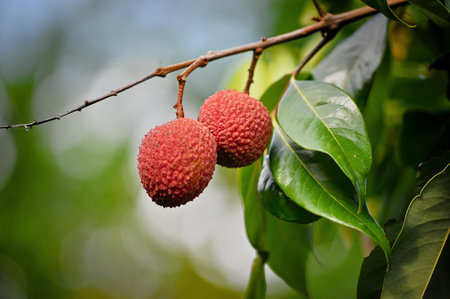 Lychee fruit ready to be picked on the tree. Lychee fruit, scientific name Litchi chinensis Sonn, also known as lychee and alexia.の写真素材