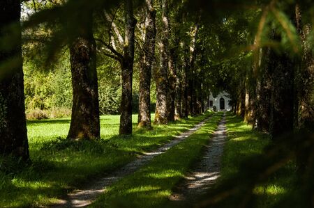 A path between trees and nature.の写真素材