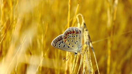butterflyの写真素材