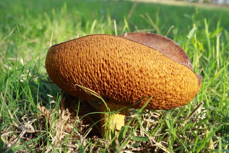 mushroom