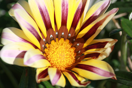 white spotty flowerの写真素材