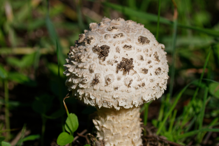 mushroomの写真素材