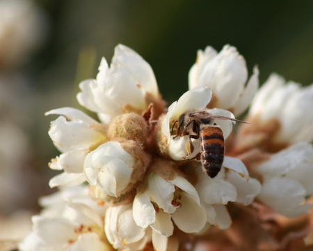 honey beeの写真素材