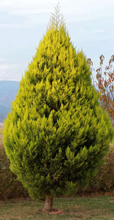 pine treeの写真素材