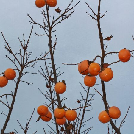 date treeの写真素材