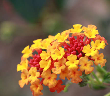 yellow and redの写真素材