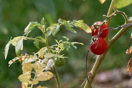 tomatoの写真素材