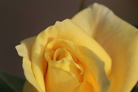 Roseの写真素材