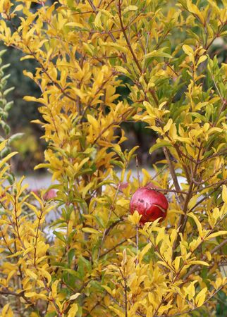 pomegranateの写真素材