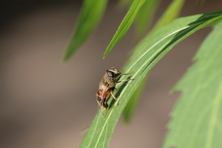 bee