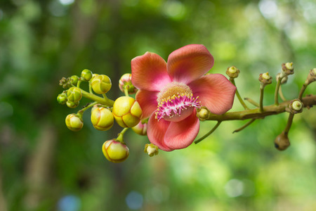 Bauhinia  admire to planting Thai house and park.の写真素材