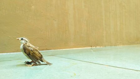 a Sparrow in rain
