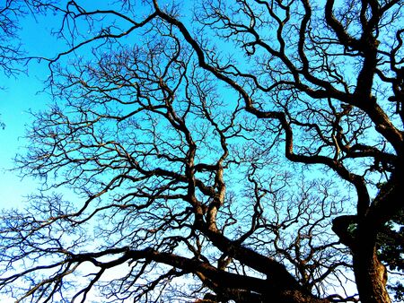 Beautiful landscape of a dark brown tree covering the Blue sky