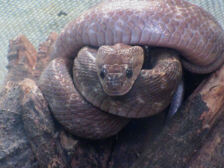 Coiled King Cobra is a species of venomous snake Poisonous snake