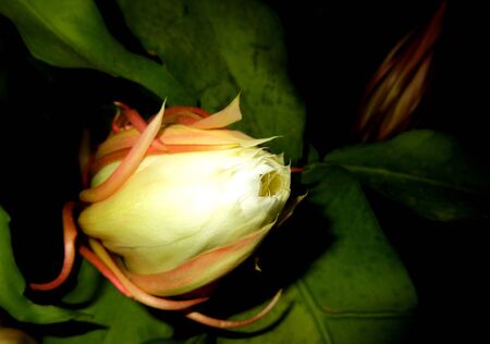 Brahma Kamal - rare, legendary & mythological plant of India,It is native to the Himalayas, Himachal Pradesh and Uttarakhand, India, Mongolian, northern Burma and southwest China. In the Himalayas, it is found at an altitude of around 4500 m.の写真素材
