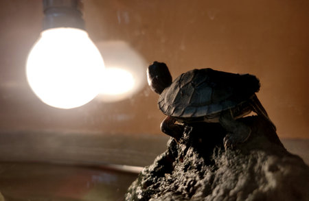 Baby turtle basking under a yellow bulbの写真素材
