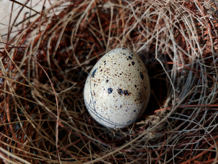 Common quail bird egg inside a nest, Quail eggs are considered a delicacy in many parts of the worldの写真素材