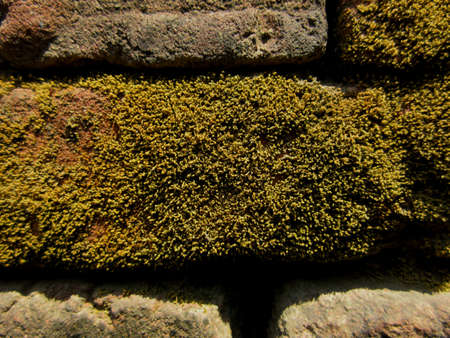Dried moss formed on a red brick wallの写真素材