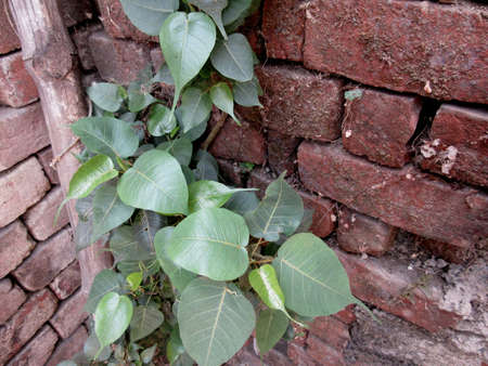 A small Peepul Tree , Ficus religiosa, Sacred fig is a species of fig native to the Indian subcontinent and Indochina that belongs to Moraceaeの写真素材