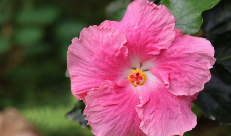 Macro photo of a blooming pink hibiscus flower, symbolizing beauty, tropical nature, and botanical...