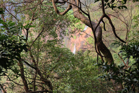 A hidden waterfall peeks through the dense forest foliage in Matheran, Maharashtra. The cascading water framed by thick branches creates a sense of mystery and natural wonder, making this a perfect shot for adventure, eco-tourism, and untouched wilderness themes.の写真素材