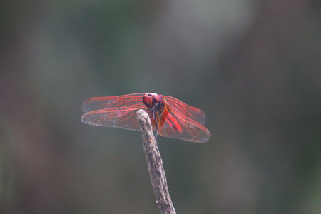 A red dragonfly resting on a stick vibrant red dragonfly perched on a dry twig, with a blurred natural background.の写真素材