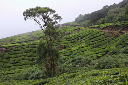 Munnar Tea Plantation Landscape A scenic view of the rolling hills of Munnarâs tea plantations in Kerala, India. The image highlights lush green terraced slopes with a lone tree adding depth to the composition. This serene landscape captures the essence of Kerala's eco-tourism and agricultural richness,の写真素材