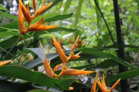Striking yellow-orange Heliconia psittacorum âGolden Touchâ and Heliconia âLady Dianaâ flowers in a tropical setting. The elongated bracts and upright blooms contrast beautifully with the lush green background.の写真素材