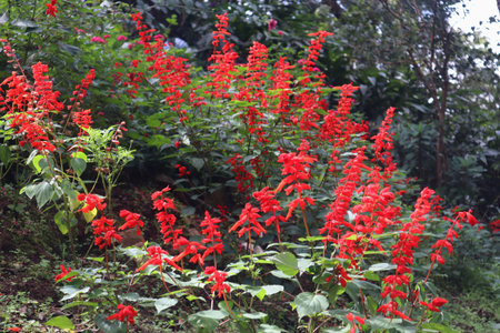 Vivid red Scarlet Sage (Salvia splendens) flowers in full bloom against a forested hillside. The photo features clusters of tubular flowers on upright spikes, attracting attention with their brilliant color. Dense green vegetation in the background enhances the contrastの写真素材