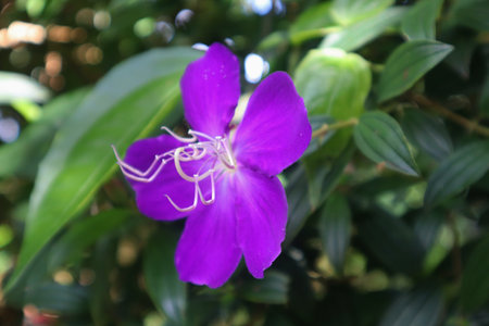 Melastoma Malabathricum â€“ Ashokavanam Plant vivid purple Melastoma malabathricum flower,...