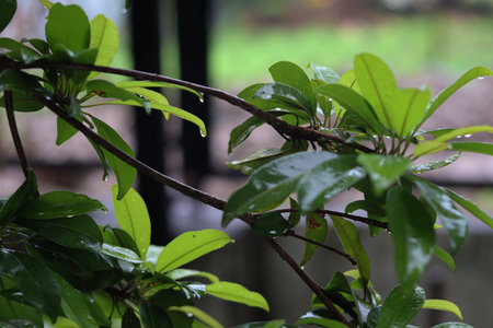 Sapodilla (Chikoo) Plant with Raindrops â Fresh green leaves of a Sapodilla plant covered with water droplets, symbolizing monsoon freshness and natural greenery.の写真素材