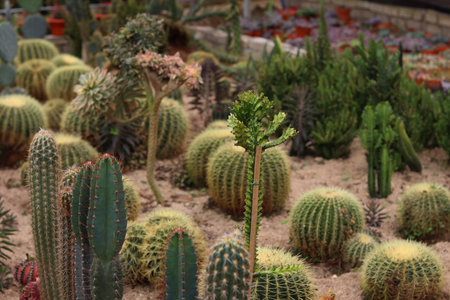 Beautiful Cactus Garden with Different Types of Succulent Plants in Natural Outdoor Settingの写真素材