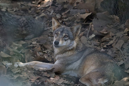 Indian Wolf in Zoo â A wild Indian wolf resting on dry leaves inside a zoo enclosure, showcasing Indiaâs diverse wildlife and conservation efforts.の写真素材