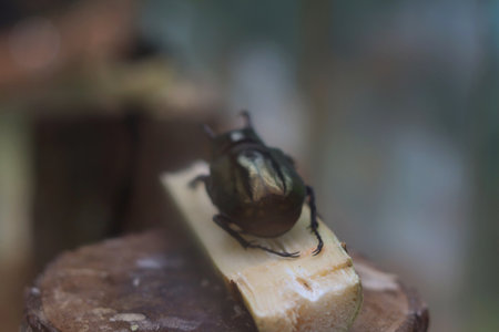 Strong Rhinoceros Beetle with Horn Resting on Wooden Log in Natural Habitatの写真素材