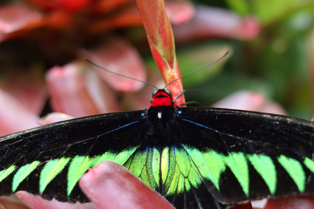 Rajah Brooke's birdwing Exotic Black and Green Butterfly with Striking Red Head Perched on a Leafの写真素材