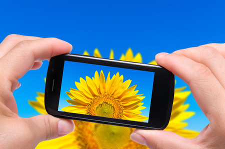 Hands taking photo sunflower with smartphoneの写真素材