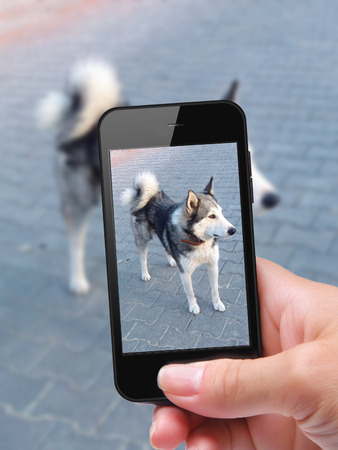 photo self dog with smartphoneの写真素材