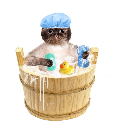 Cat washes. Isolated on white.の写真素材