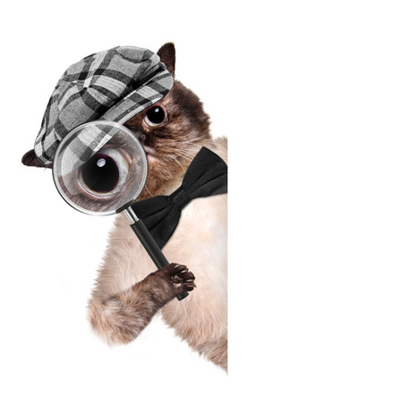 Cat with magnifying glass and searching. For white banner.の写真素材