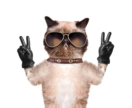 Cat with peace fingers in black leather. Isolated on white.の写真素材