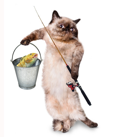 fisher catの写真素材