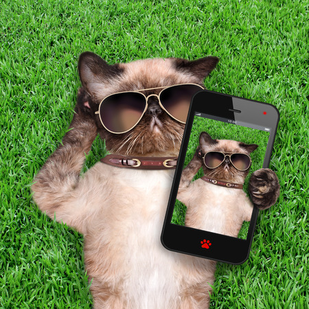 Cat taking a selfie.の写真素材