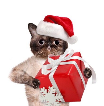 Cat in red Christmas hats with gift. Isolated on white.の写真素材