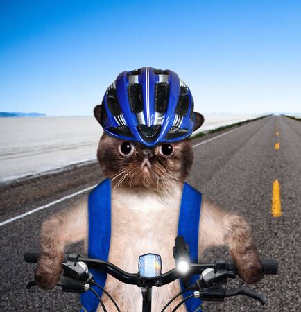 Cat cyclist.の写真素材