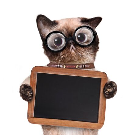 Cat holding a blackboard.の写真素材