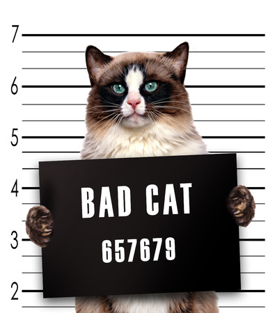 Bad cat.の写真素材